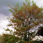 Maple